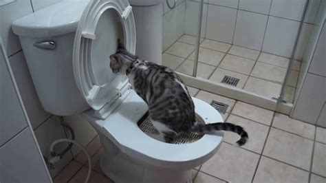 兩隻貓 廁所馬桶